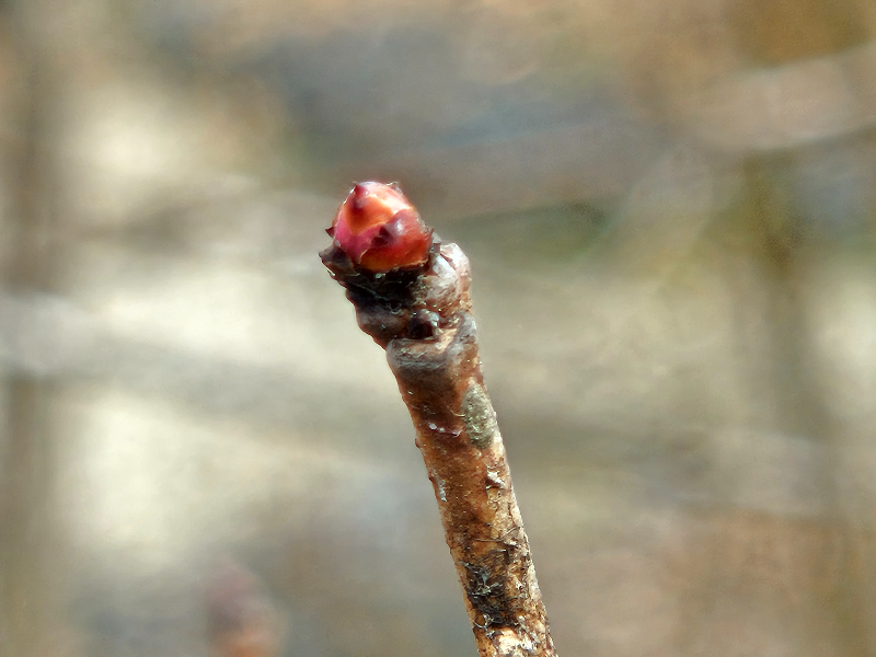 가침박달 겨울눈1