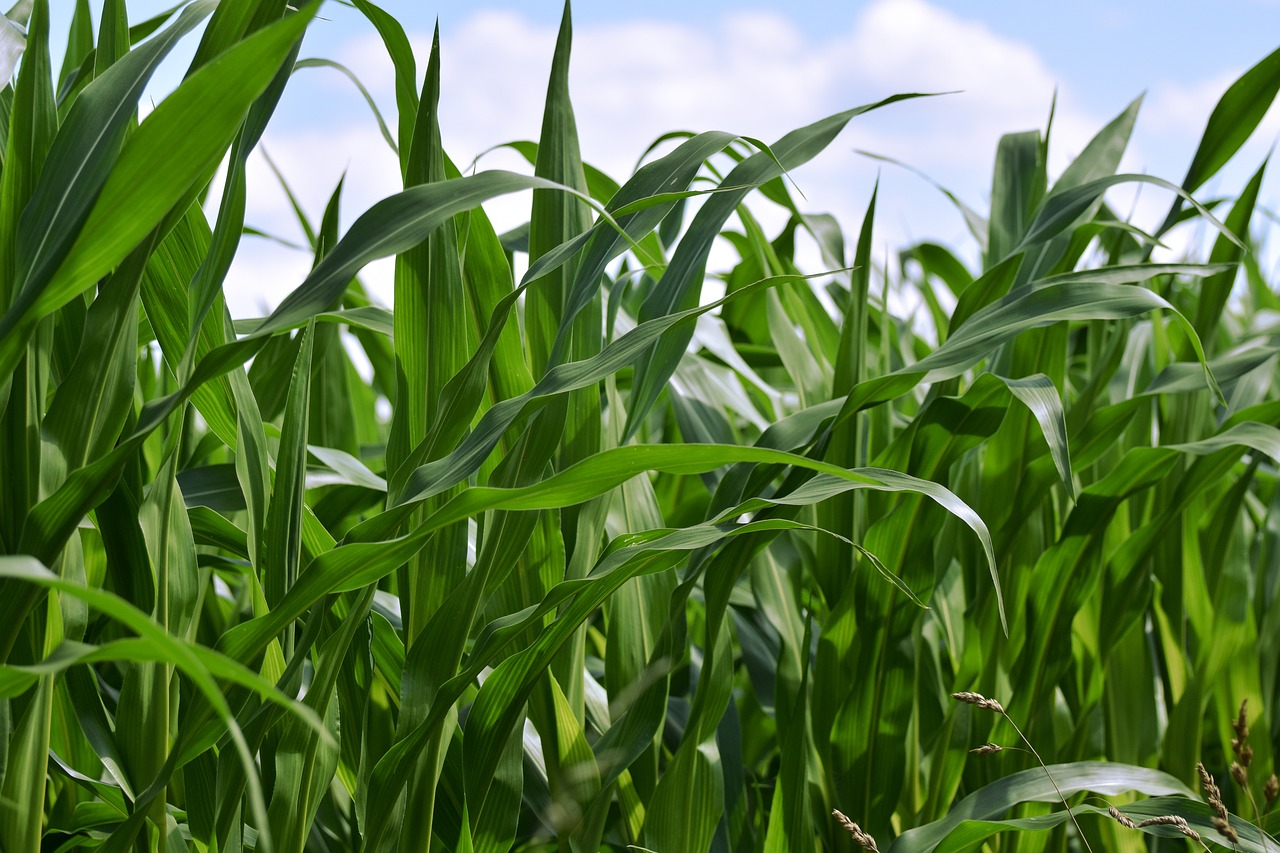 농업인 수당 받고도 모르는 사람 많다? 지급일·절차 총정리