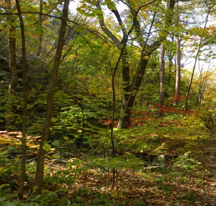 서운산 자연휴양림 숲나들e 국내 여행지 추천 관련사진