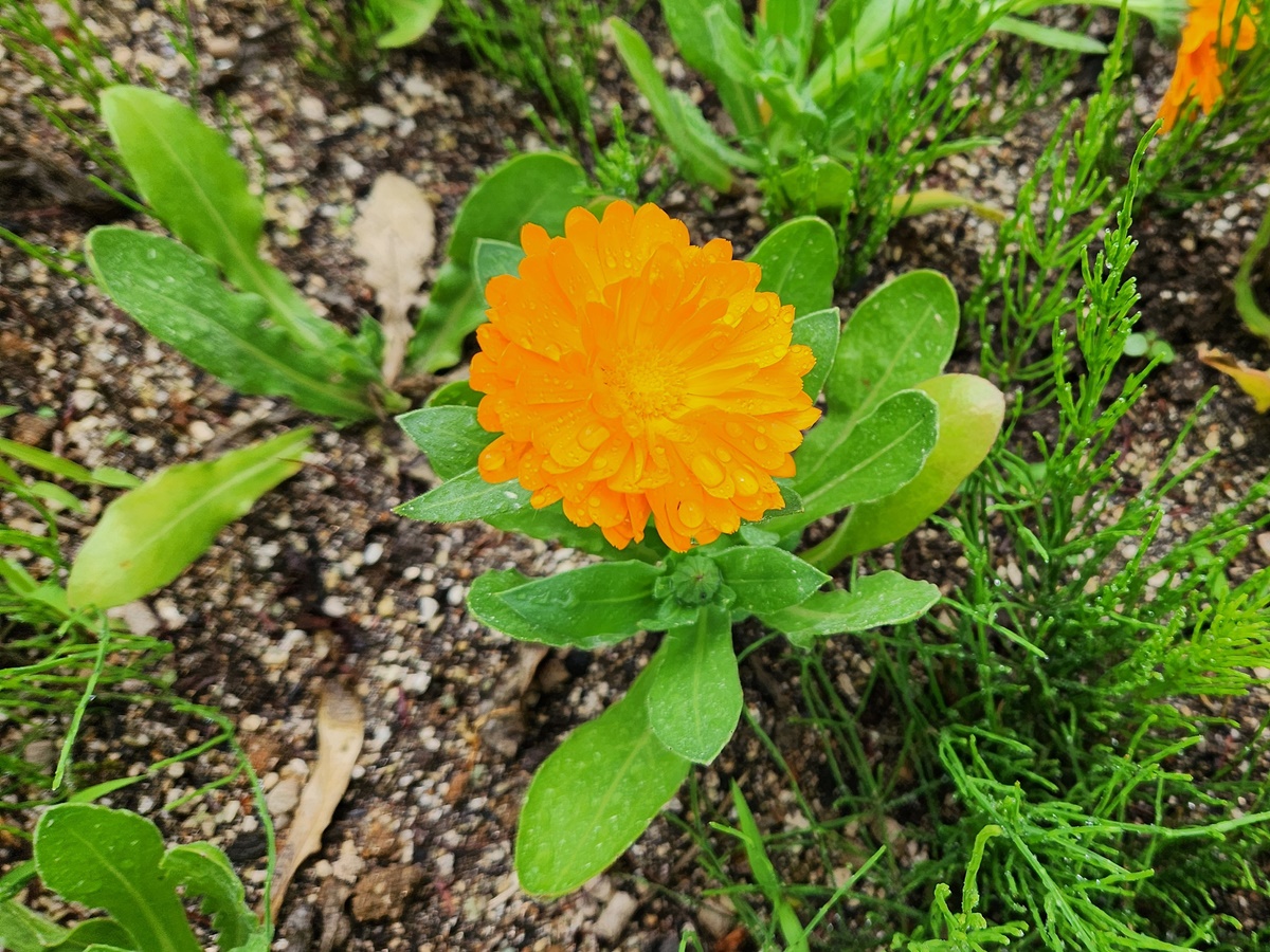 금잔화