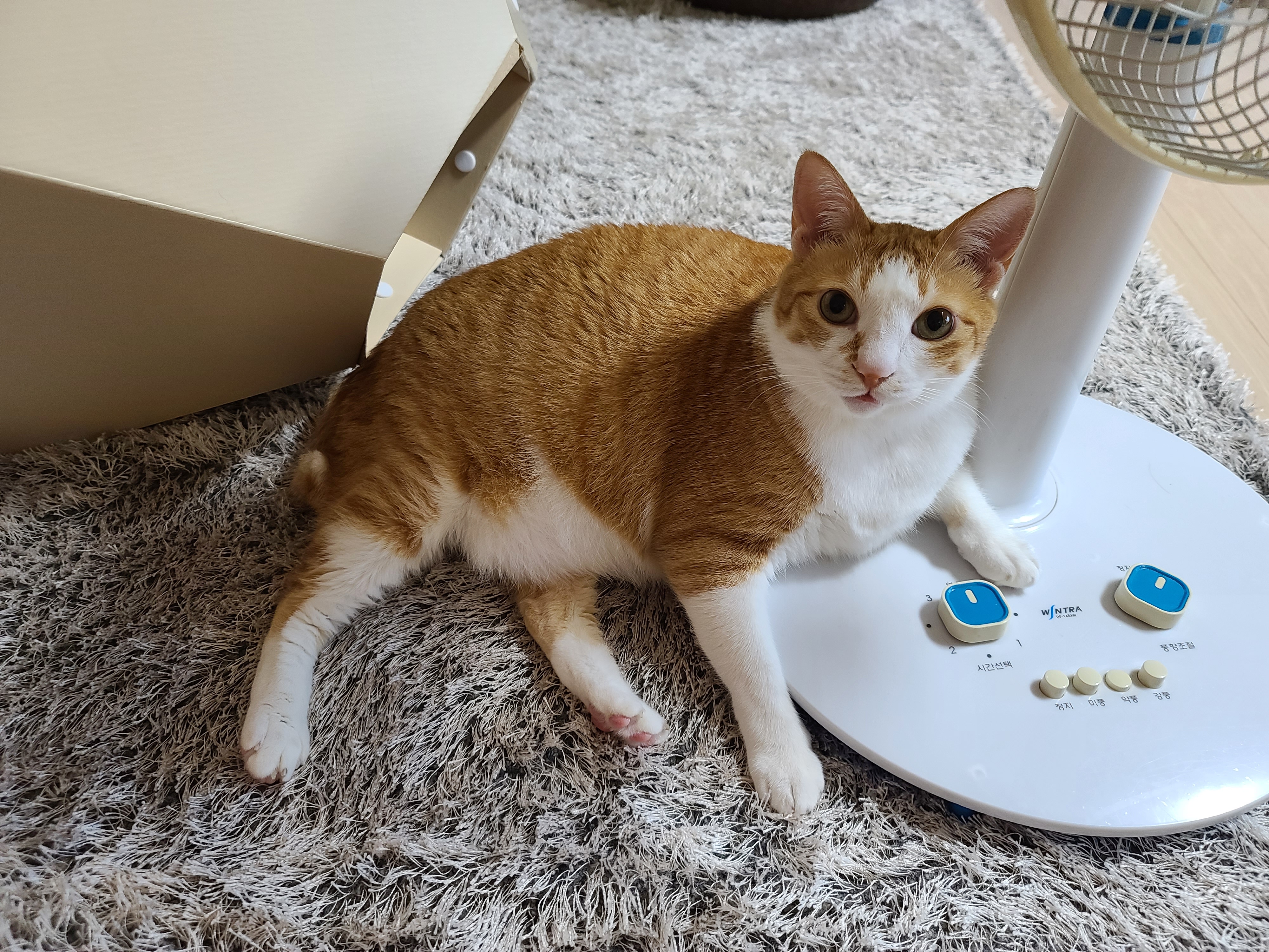 우리집 달달한 고양이 커플. 다다는 호야바라기.