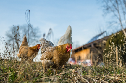 농장에서 키우는 동물들