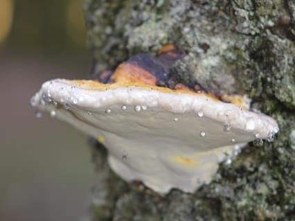 상황버섯 캡슐로 섭취