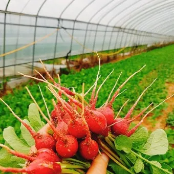 래디시 재배 직파 요령 솎아주기 토양 pH 맞추기_13