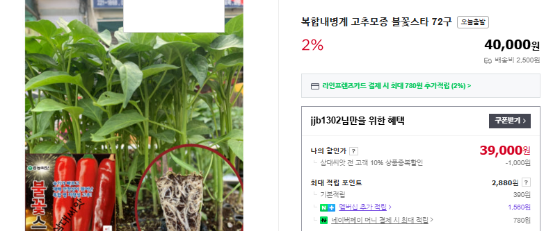 고추모종 심는 시기 및 간격 (+ 파종 시기 키우는 법 종류)