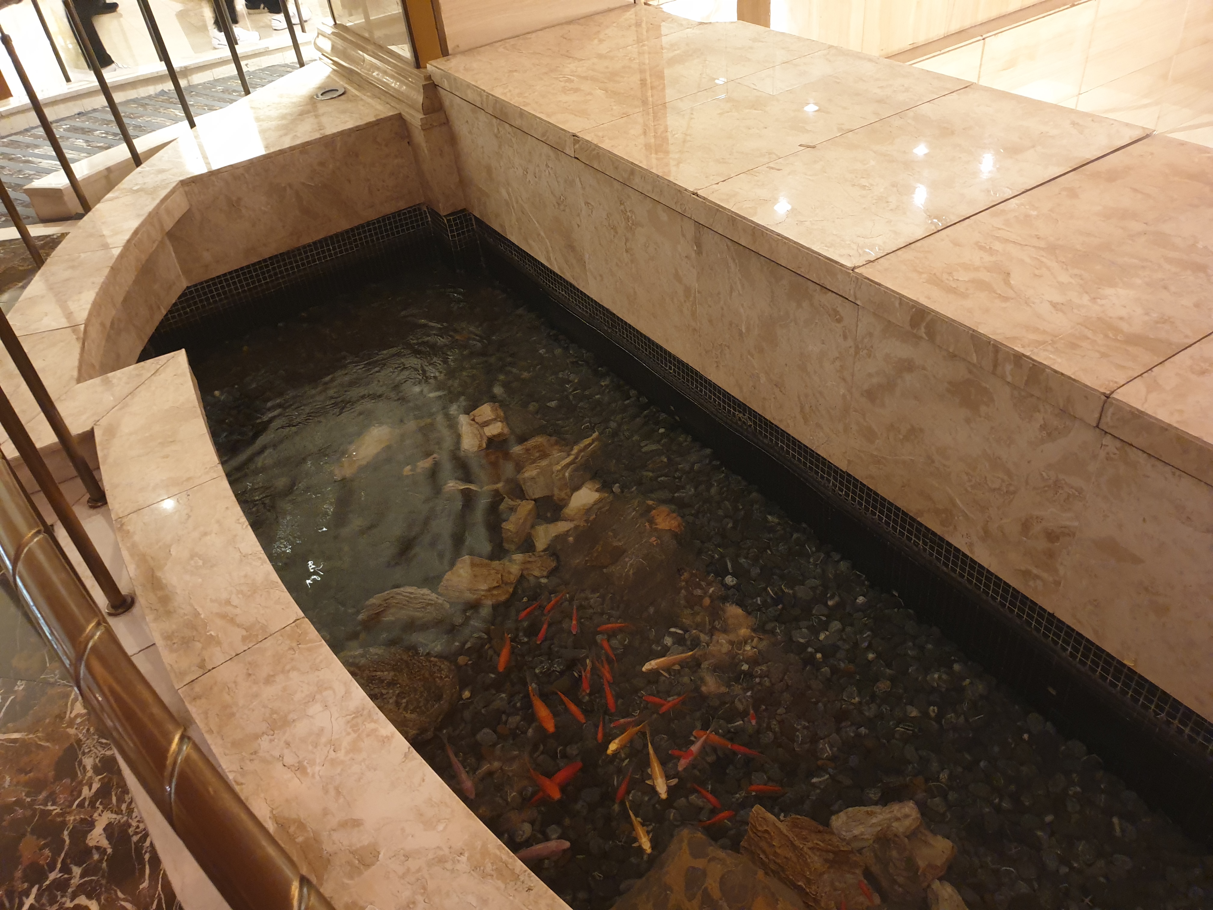 페닌슐라 입구 작은 인공연못에 금붕어들