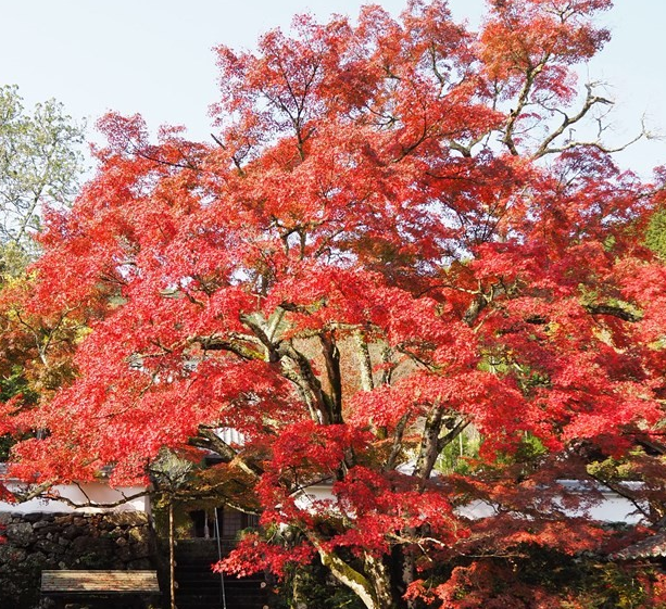 화담숲 예약 색채원
