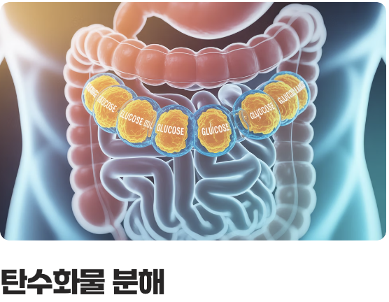 소화 불량에도 효과적인 이유