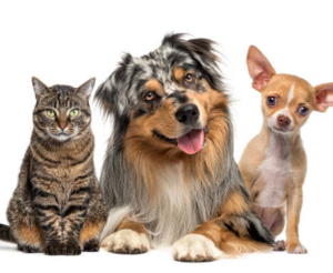 초보자도 키우기 쉬운 애완동물 10가지