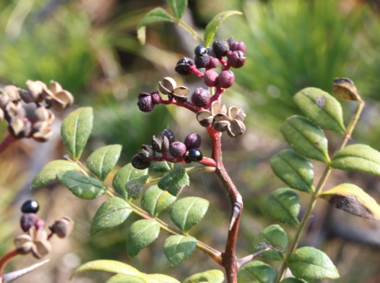 alt="검은색으로 변한 산초 열매"