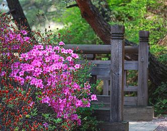 군포 철쭉축제 기간