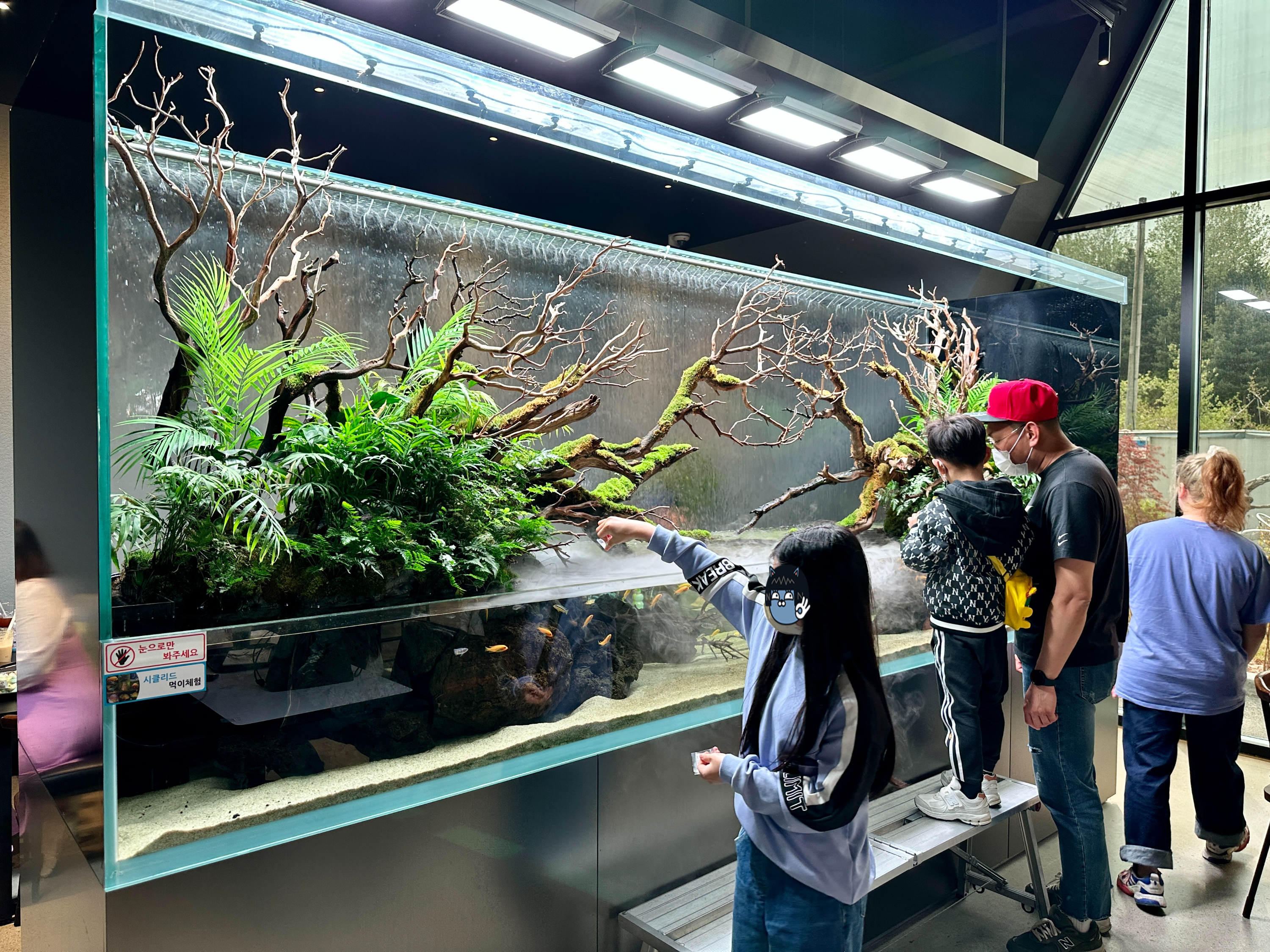 춘천 카페리움 시클리드 수족관