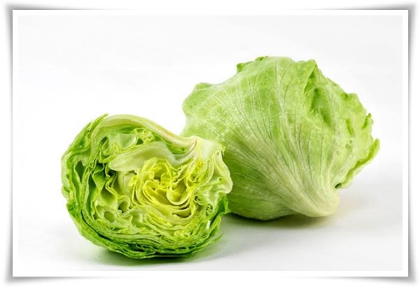 텃밭 &quot;상추 키우기&quot; 초보자도 쉽게 키우는 신선한 쌈 채소 재배의 모든 것!