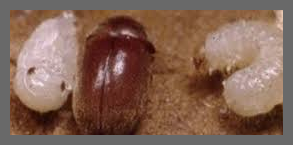 권연벌레 물린자국 퇴치법