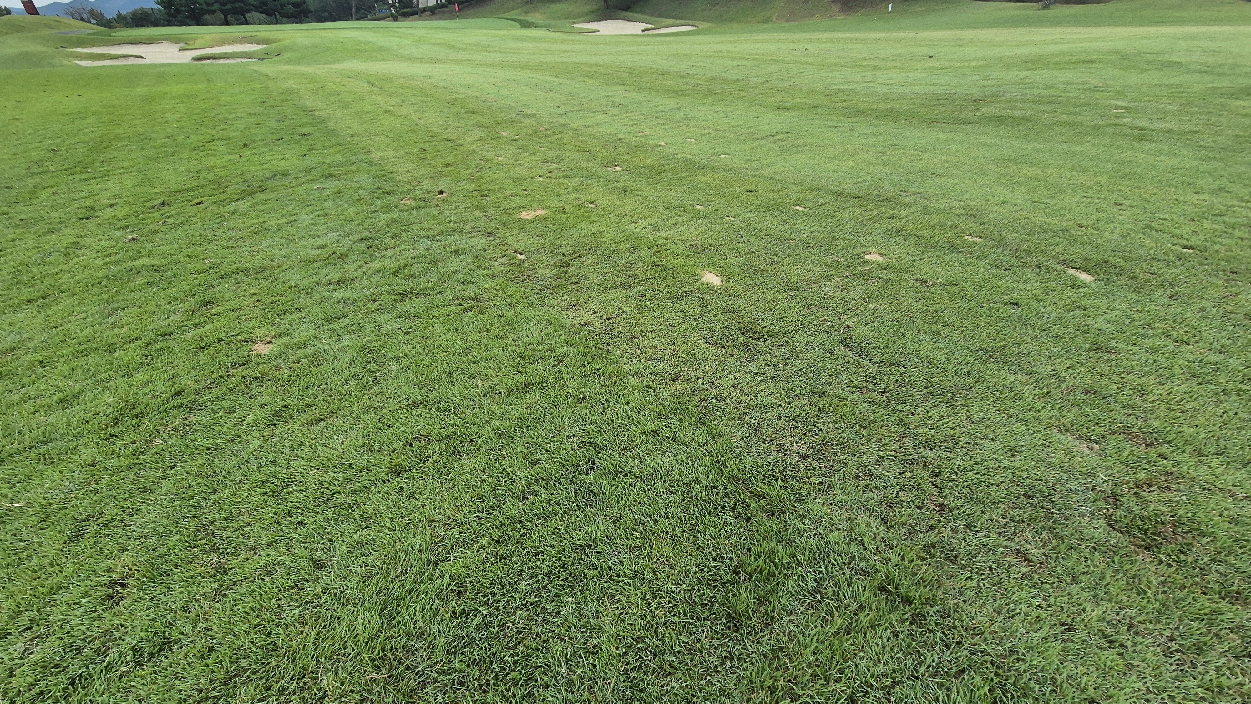 서산수cc 코스 관리 상태