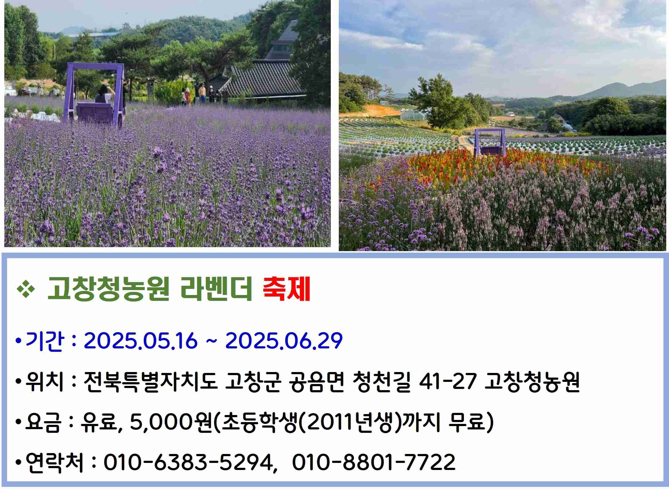 고창청농원 라벤더 축제