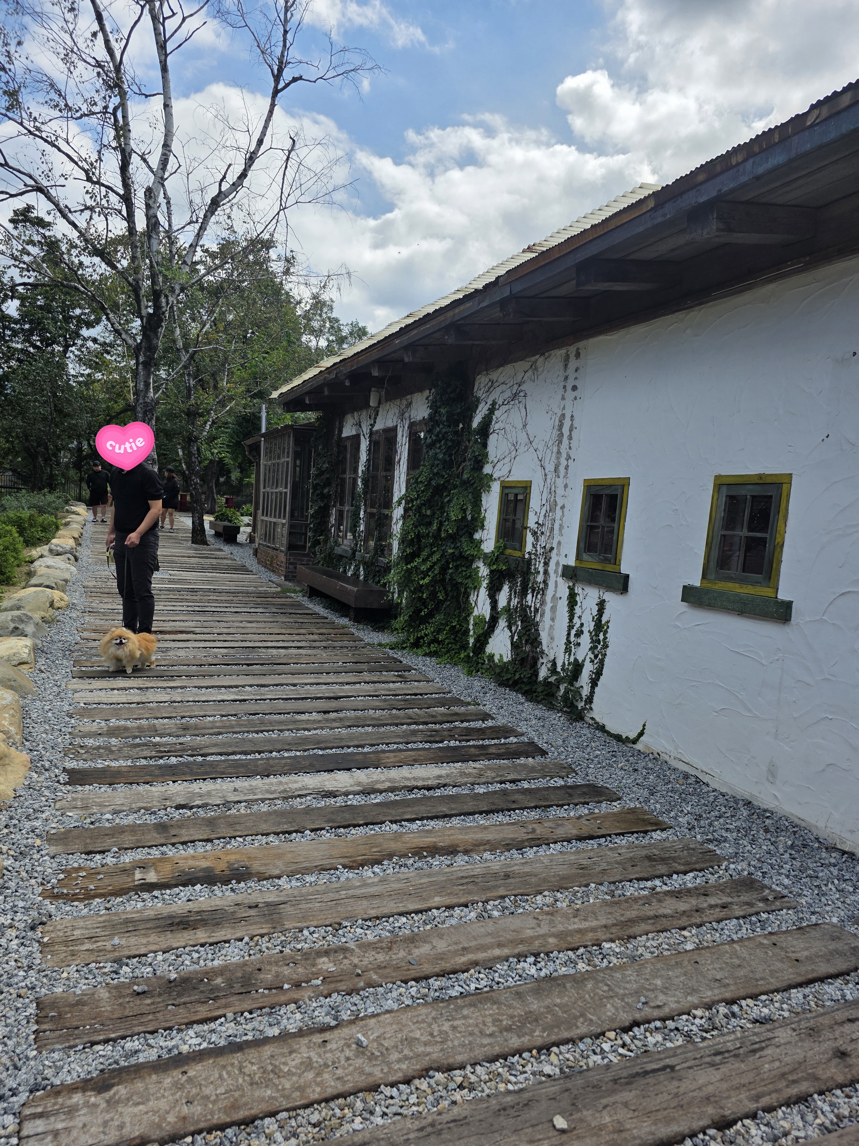 강릉 반려견 동반 여행 테라로사 본점 산책길