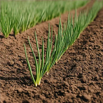 쪽파 심는시기7