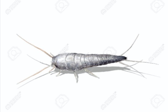 징그럽고 귀찮은 좀벌레 생태와 종류/피해 예방법/퇴치법