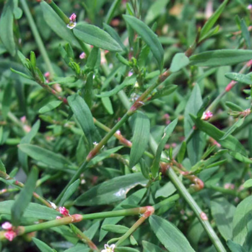 마디풀_편축_Knotgrass