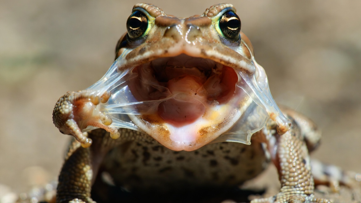 자신의 허물을 입으로 잡아당겨 먹어치우는 두꺼비의 신비로운 행동