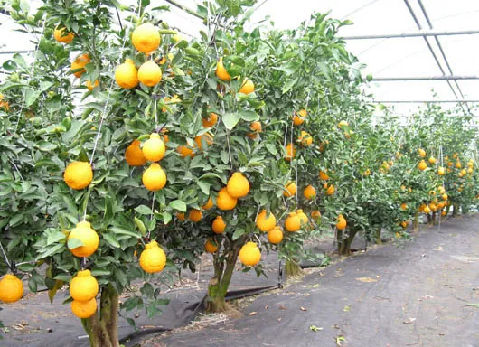 한라봉 재배 비가림 재배 가지 전정 당도 높이기_1