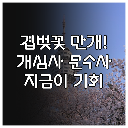 서산 개심사 문수사 겹벚꽃 만개 시기..