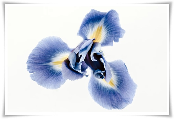 화초 &quot;붓꽃 키우기&quot; 아름다움과 놀라운 효능을 지닌 꽃 아이리스!