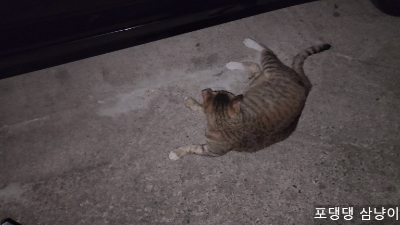 옆으로-누워-있는-고양이.