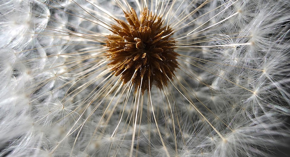 50MP 초광각 근접촬영(출처: 삼성전자)