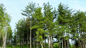 강원도 오토캠핑장