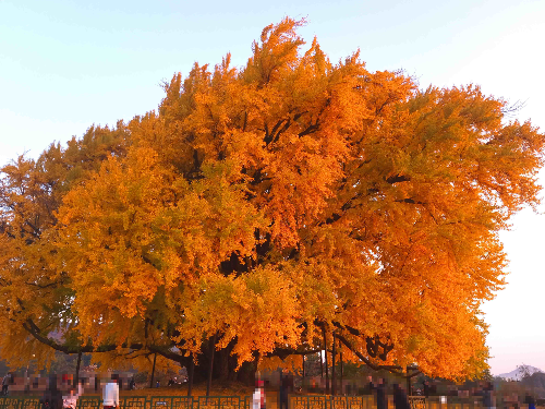 반계리 은행나무, 원주 반계리 은행나무, 반계리 은행나무 주차장, 은행나무 단풍, 은행나무 숲, 단풍절정 시기