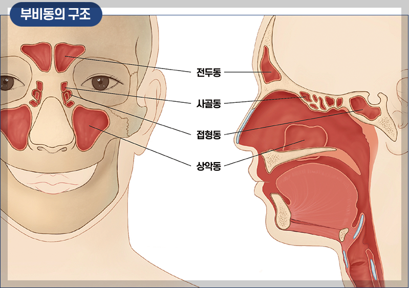부비동구조(출처 분당서울대병원)