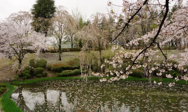 숨은 벚꽃 명소-보문정