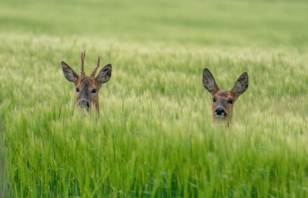 ROE