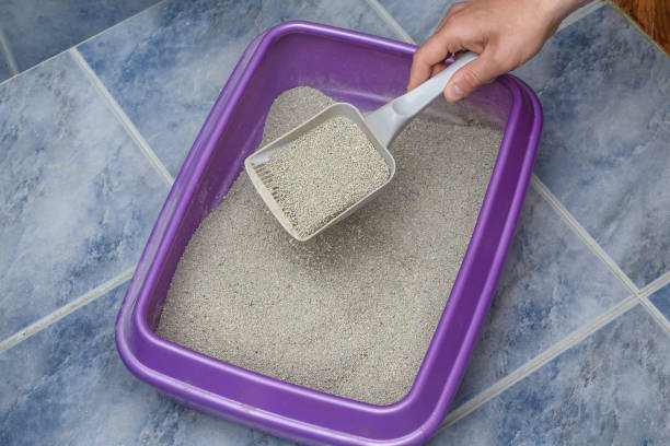 결석과 요로 폐쇄 문제