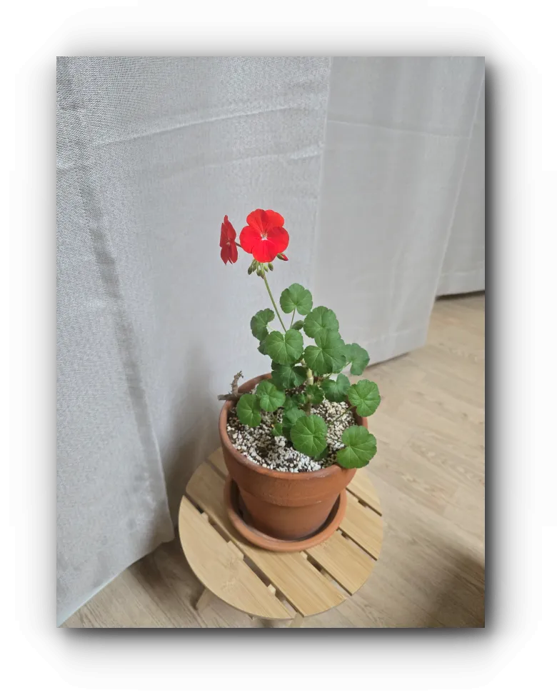 제라늄