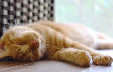 잠자는 고양이.