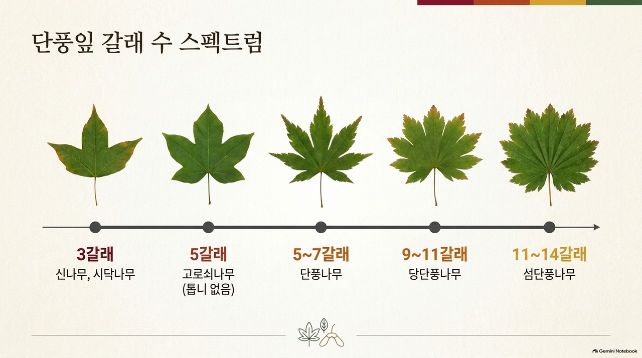 단풍나무속 잎 갈래 수 비교