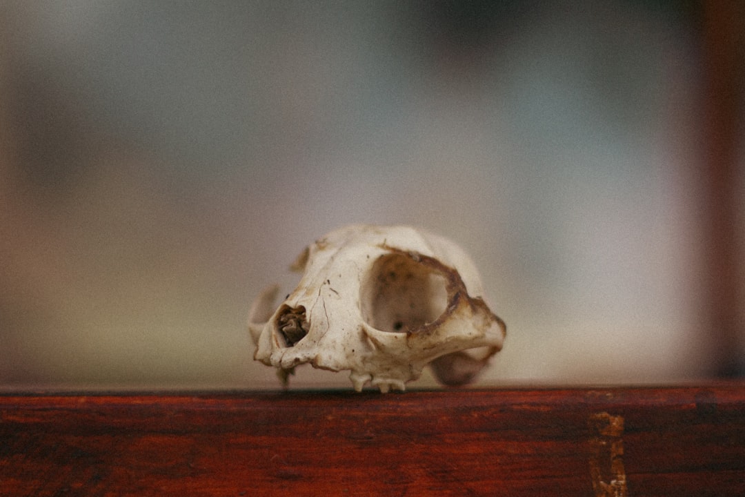 Bone 건강 (Bone health)