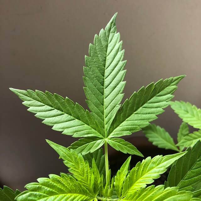 대마 종자유 금기사항 꼭 알아두세요!