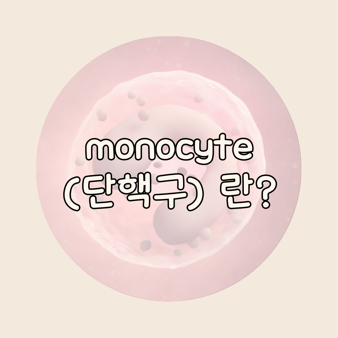 단핵구