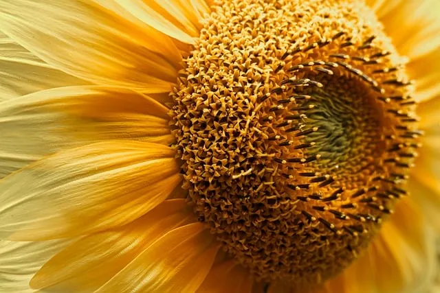 텃밭 가꾸기 모종 선택 파종 시기 물주기 비료 초보 가이드_4