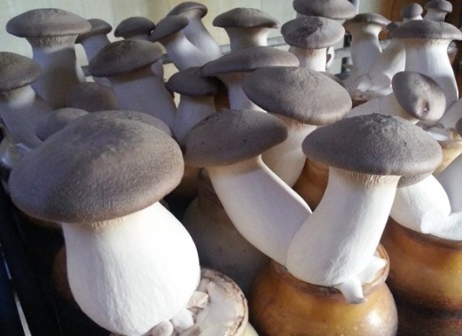 버섯종류 별 특징 효능 효과 새송이버섯