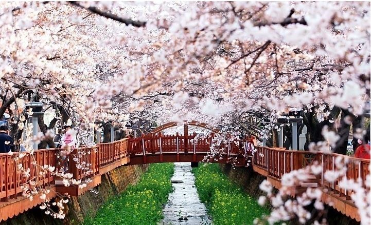 국내여행지진해여좌천사진