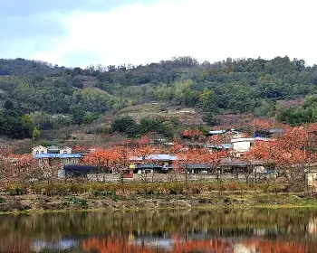 청도 반시축제_13