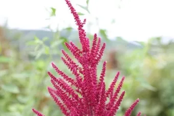 아마란스 재배 직파 요령 잎과 곡립 겸용 수확_13