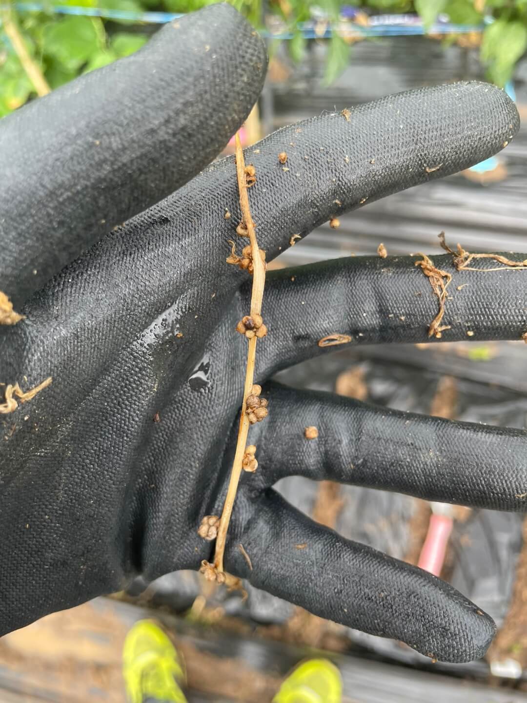 시금치 씨앗 채종