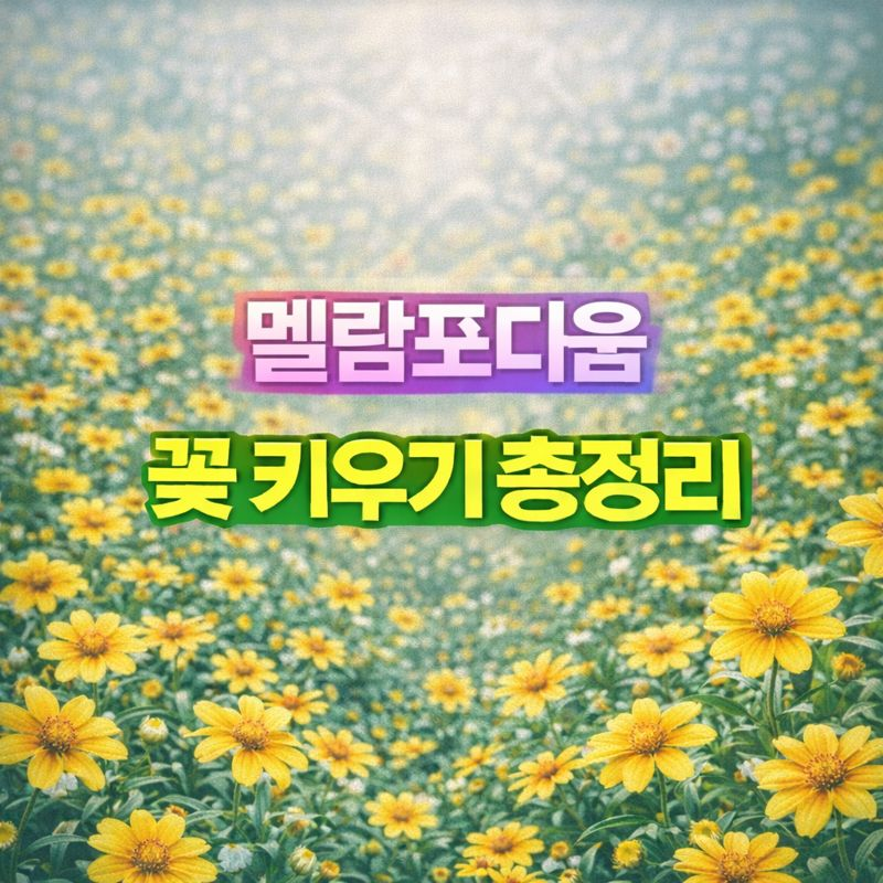 멜람포디움 키우기, 꽃말·씨앗 파종시기·번식·가지치기·월동 썸네일