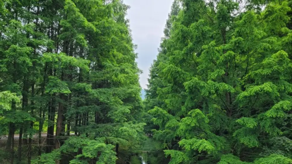 미동산수목원 톳나무 숲길